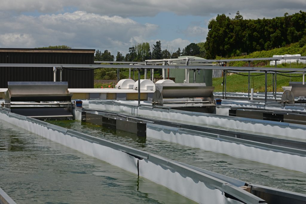 Naturebased water treatment New Zealand’s cleaner future starts here