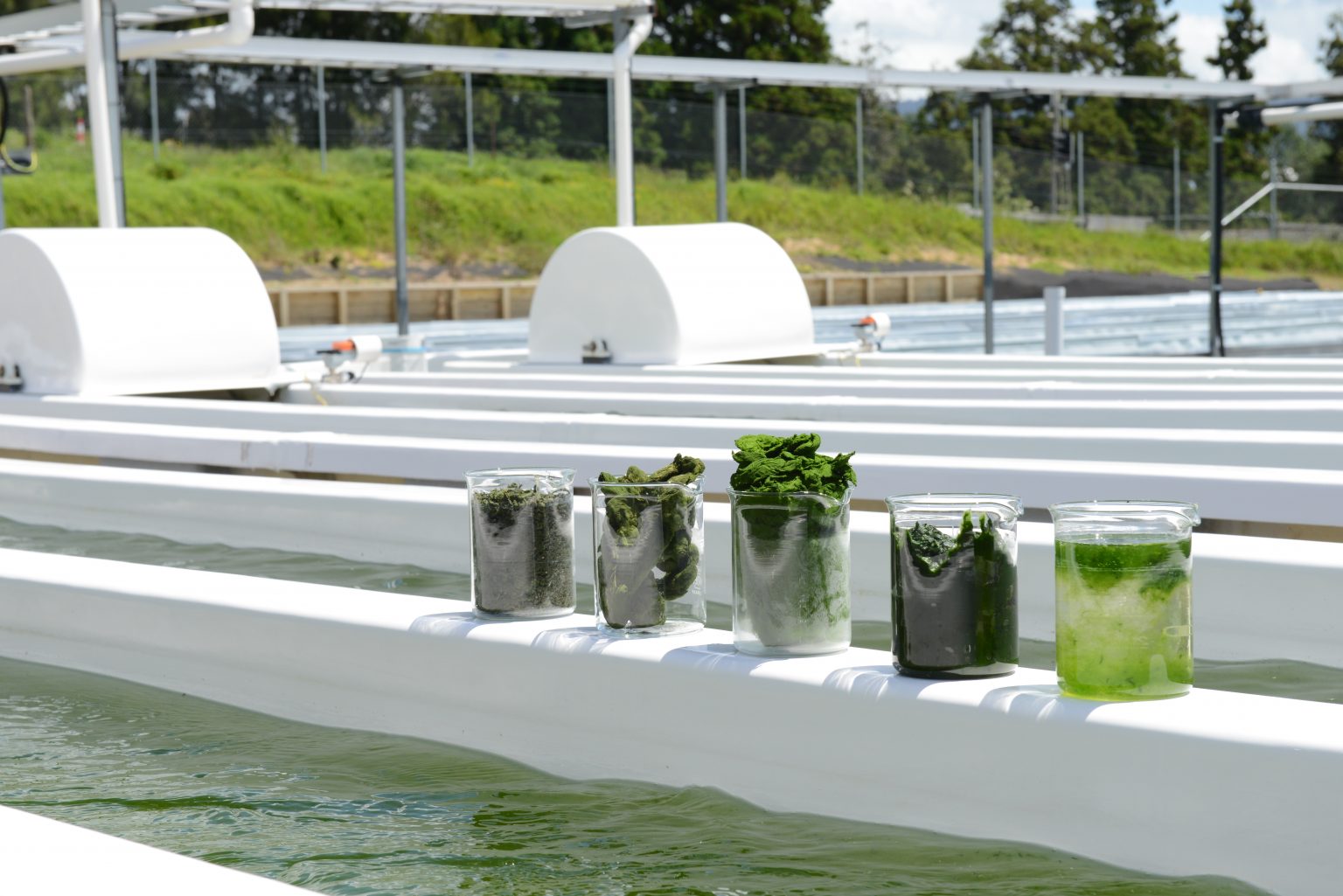 Naturebased water treatment New Zealand’s cleaner future starts here